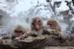 YAMANOUCHI, JAPAN - JANUARY 30:  Japanese Macaque monkeys relax in the hot spring at the Jigokudani (Hell's Valley) Monkey Park on January 30, 2010 in Yamanouchi, Japan. This Macaque troop regularly visits the Jigokudani-Onsen springs to escape the cold. This behaviour originates from a female Macaque who ventured into the hot springs to retrieve soybeans in 1963.  (Photo by Koichi Kamoshida/ Getty Images)